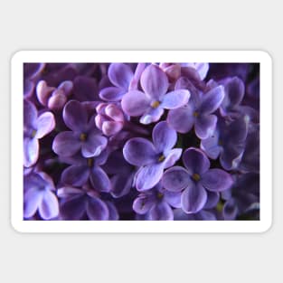 Lilac Sticker